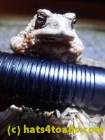/home//u458753944/public_html/sourcegallery////////Roxborough Toad Detour/2022/2022-03-07/P3070844.JPG